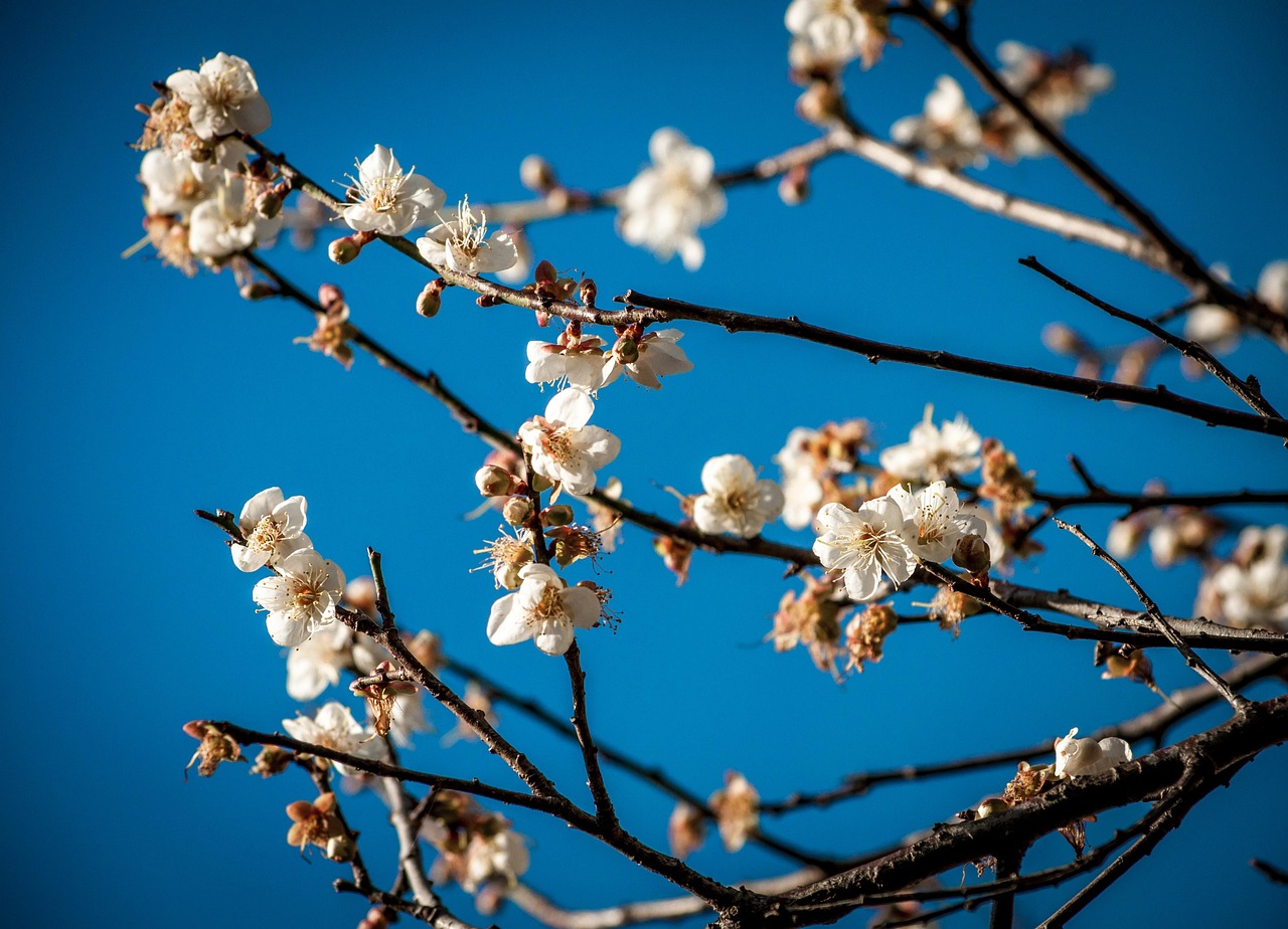plum blossom 3503126 1280