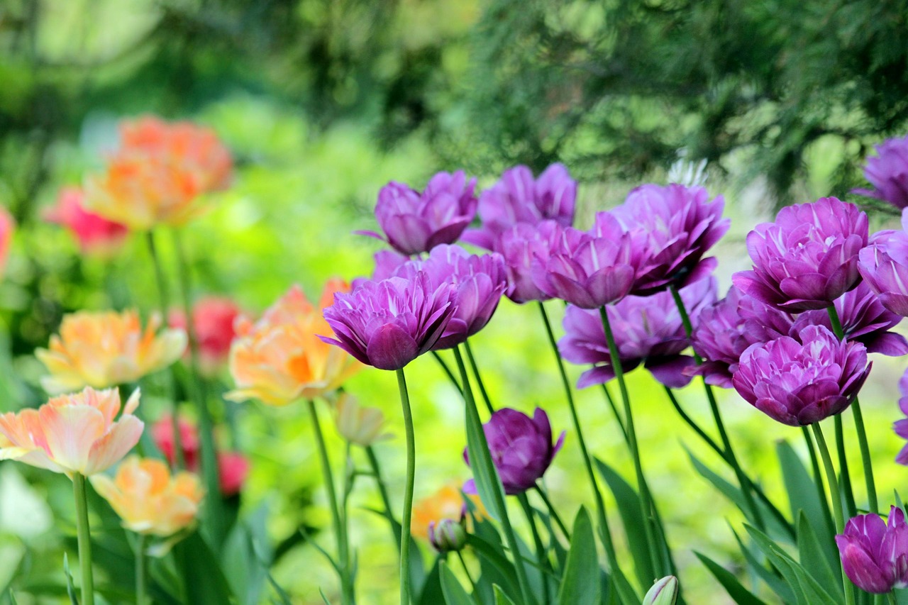 1.000+ Imágenes de Flores Hermosas Gratis