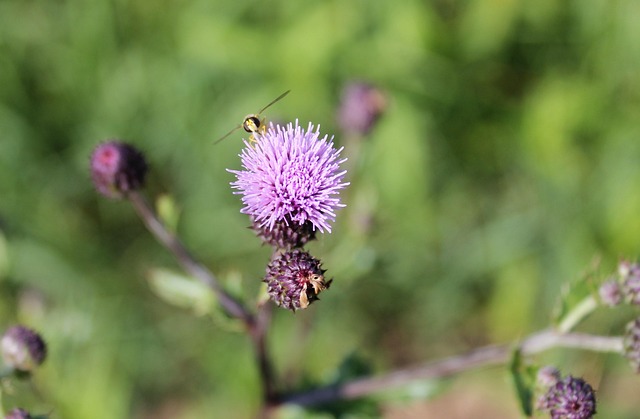 Tidsel, Blomstre, Lilla, Insekt, Flora