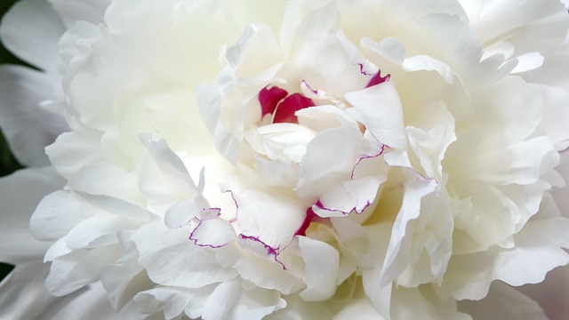 Free Flower Peony photo and picture