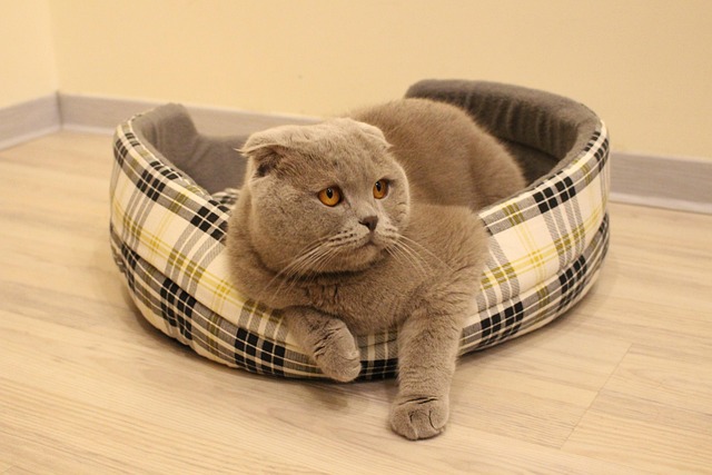 Free Cat Grey photo and picture