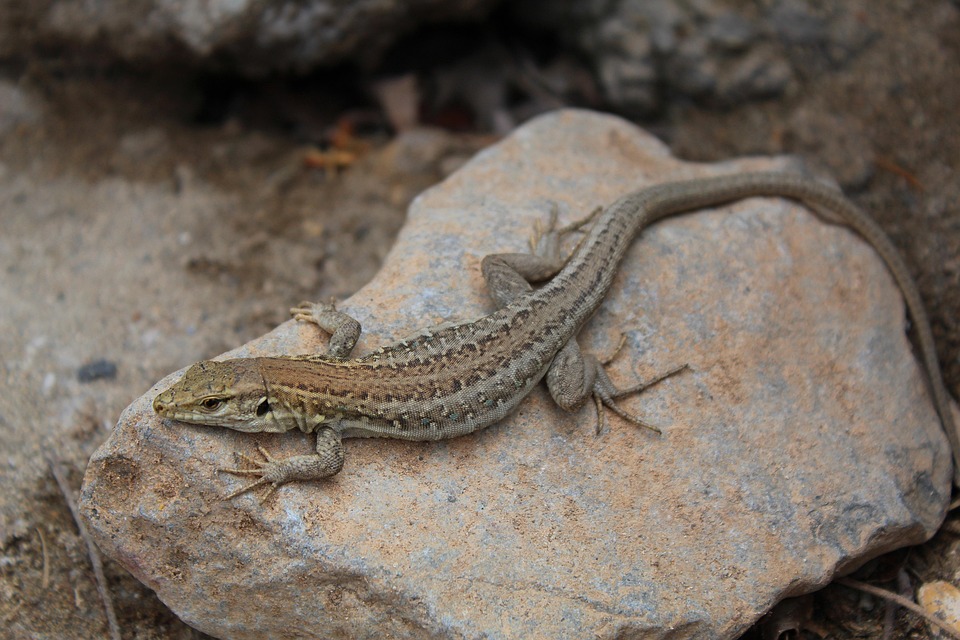 Lizard Warm Nature Free photo on Pixabay Pixabay