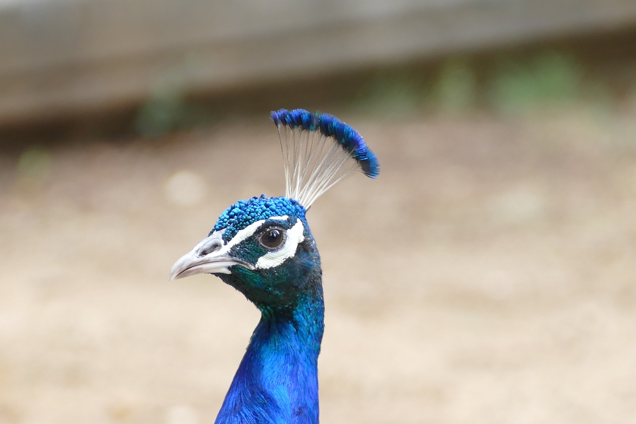 Pájaro Pluma Naturaleza Fauna - Foto gratis en Pixabay - Pixabay