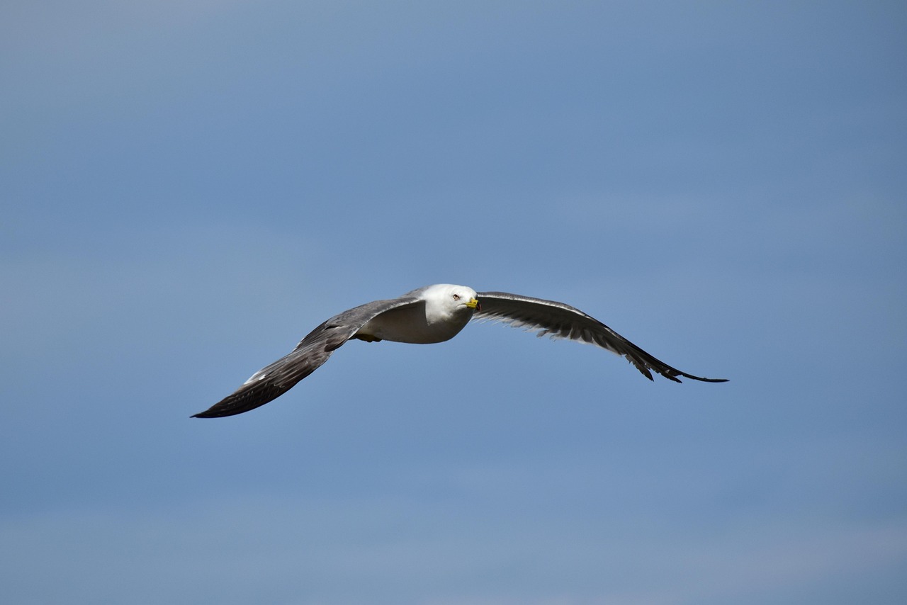 Animal Sky Bird Wild Free Photo On Pixabay Pixabay