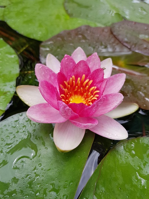 Free Lotus Pink photo and picture