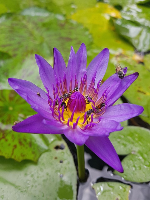 Free Lotus Flower photo and picture