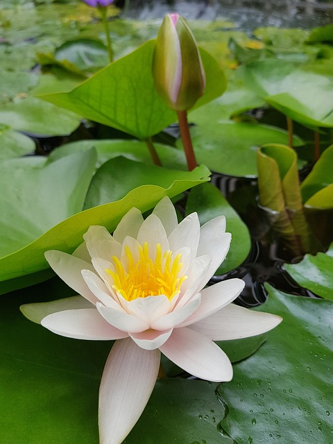Free Lotus White photo and picture