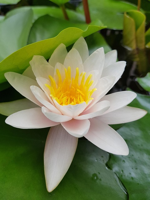 Free Lotus Flower photo and picture