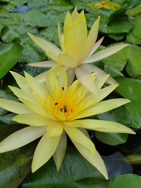 Free Lotus Lily photo and picture