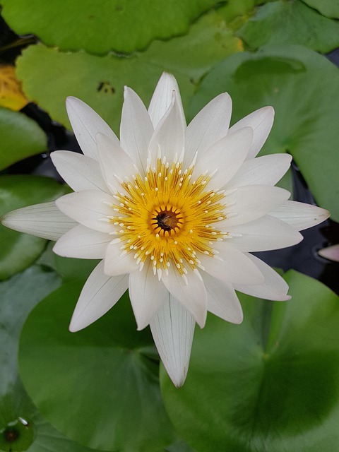 Free Lotus Lily photo and picture
