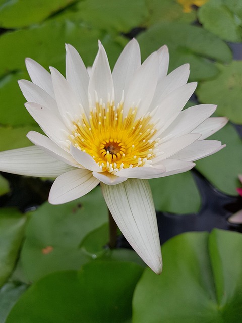 Free Lotus Flower photo and picture