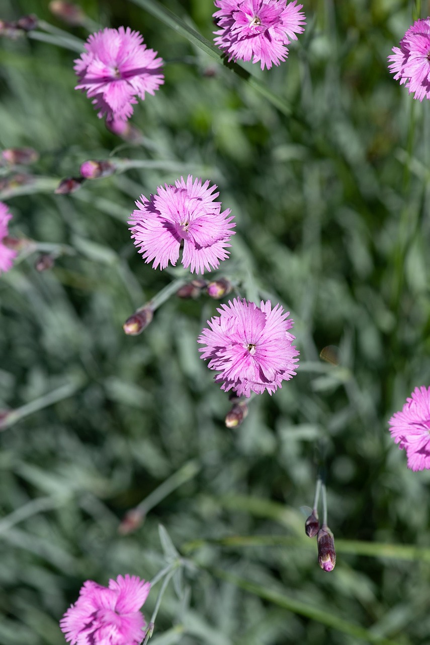 kukka-neilikka-pieni-ilmainen-valokuva-pixabayssa-pixabay
