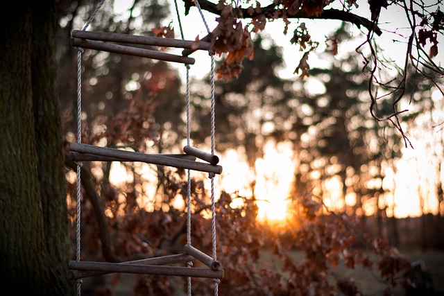 Free Sunset Backlighting photo and picture