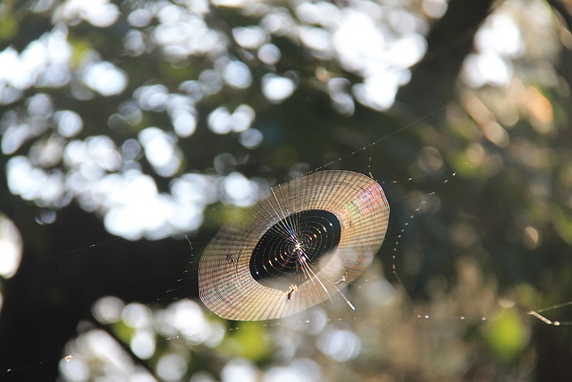 Free Spider Web Nature photo and picture