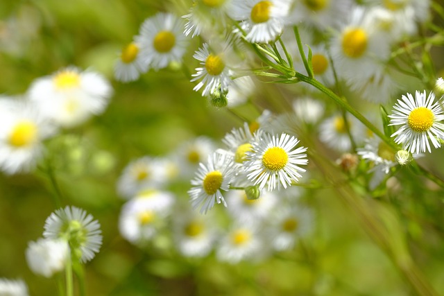 Chamomile Matricaria Chamomilla Free Photo On Pixabay Chamomile Matricaria Chamomilla Free Photo On Pixabay