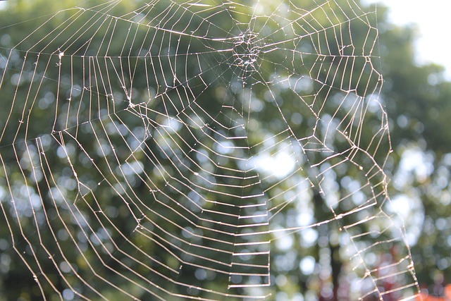 Spindelvæv, Edderkop, Web, Solskin