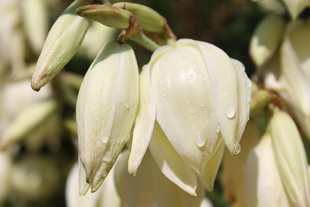 Blomster, Busk, Vanddråbe, Våd, Rulle Af