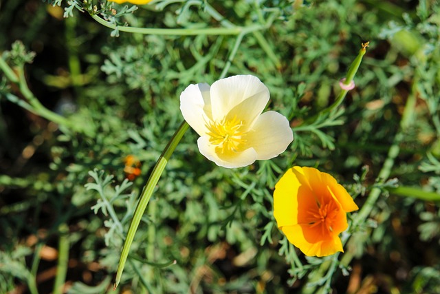 Warna Bunga Flora - Foto gratis di Pixabay - Pixabay