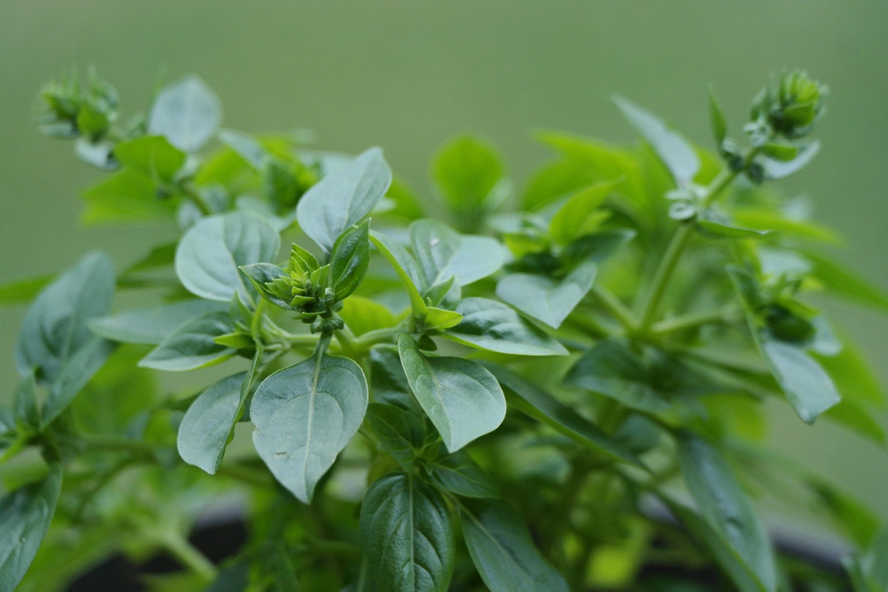 200+ Free Oregano & Nature Images - Pixabay