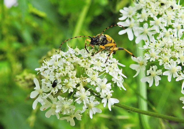 Free Beetle Longhorn Beetle photo and picture