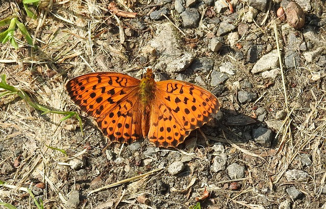 Free Butterfly Insect photo and picture