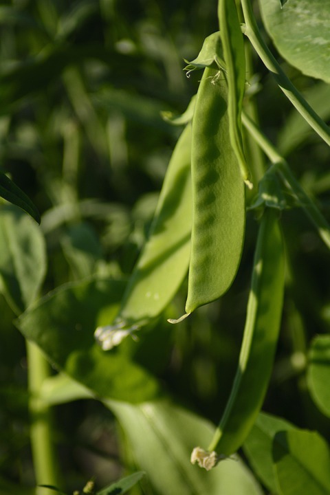 甜豆豌豆蔬菜 Pixabay上的免费照片