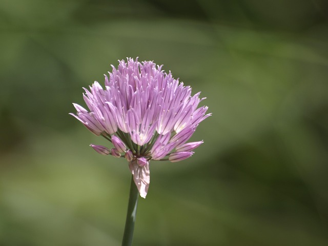 Free Chives Herbs photo and picture