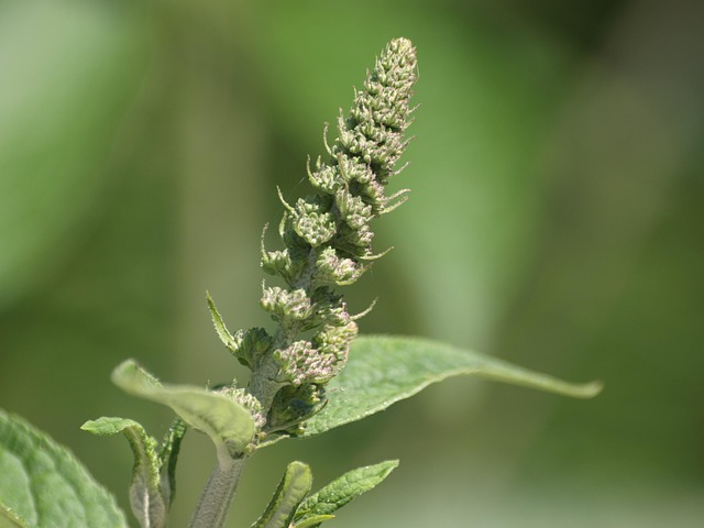 Free Buddleia Bud photo and picture