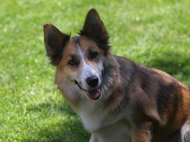 Free Dog Hybrid photo and picture