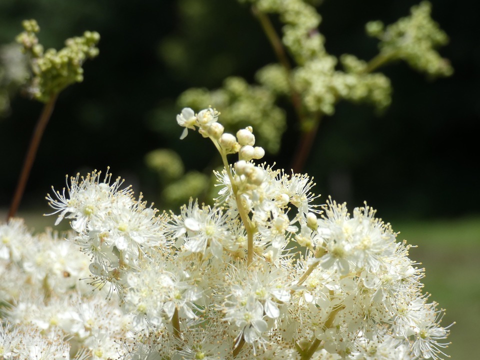 Meadowsweet