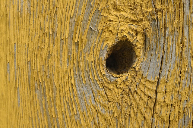 Free Wood Knot photo and picture