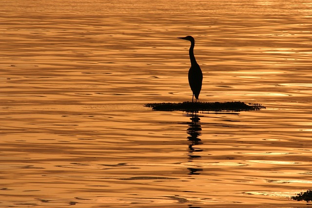 Free Blue Heron Sunsets photo and picture