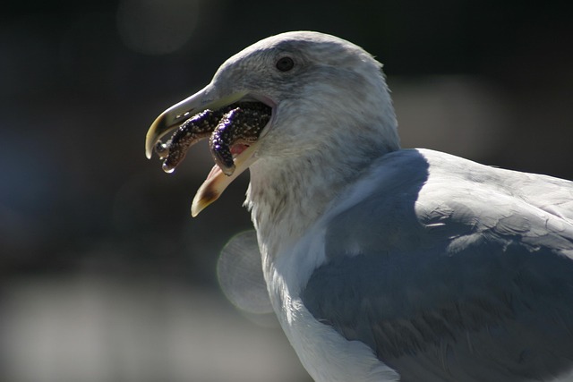 Free Seagull Bird photo and picture