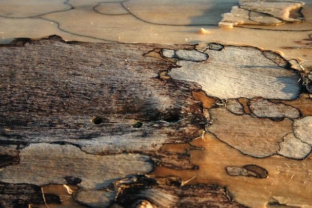 Free Driftwood Art photo and picture