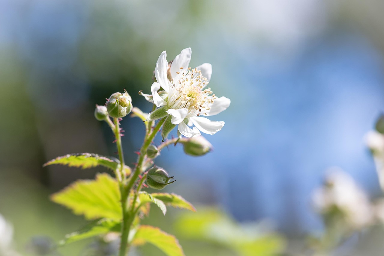 4 Images 1 Mot Fleur Blanche