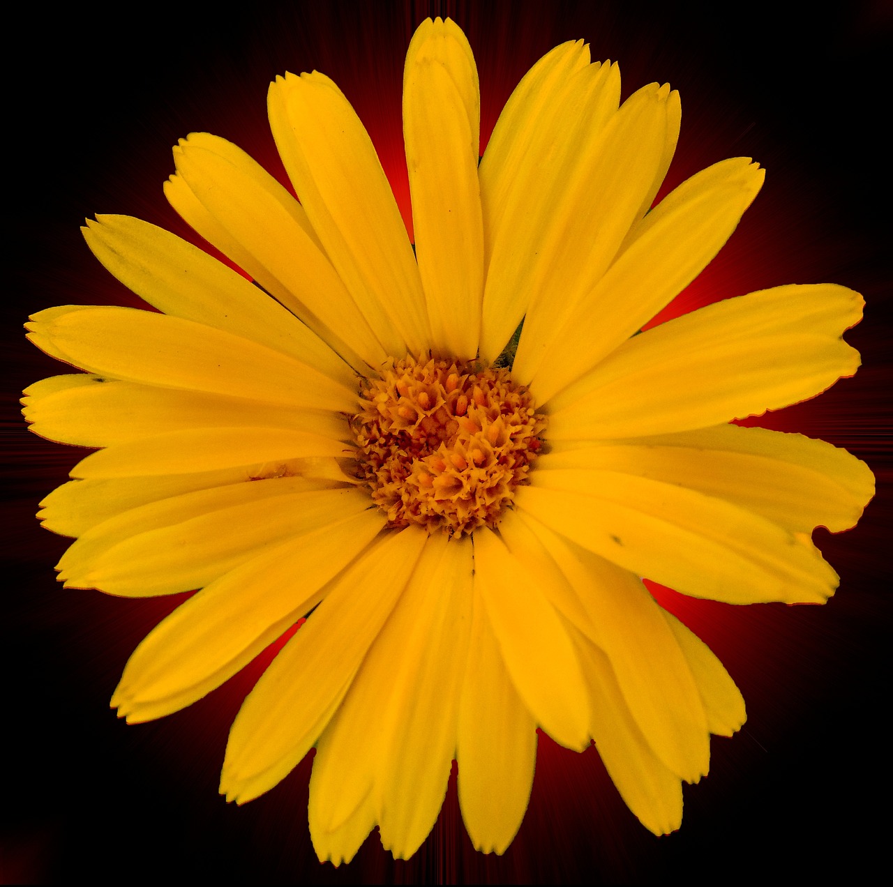 Yellow Flower Nature Garden Free photo on Pixabay Pixabay
