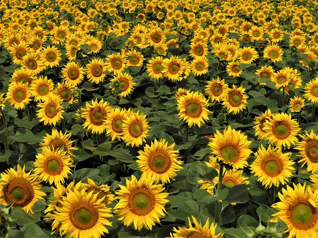 Free Sunflower Field Agriculture photo and picture