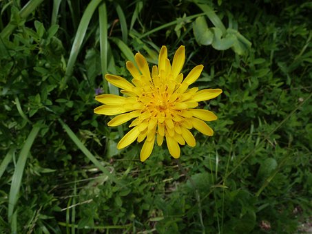 Free Meadow Flower photo and picture