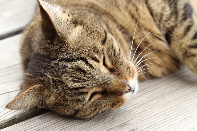 Gato, Gato Dormindo, Animal, Retrato