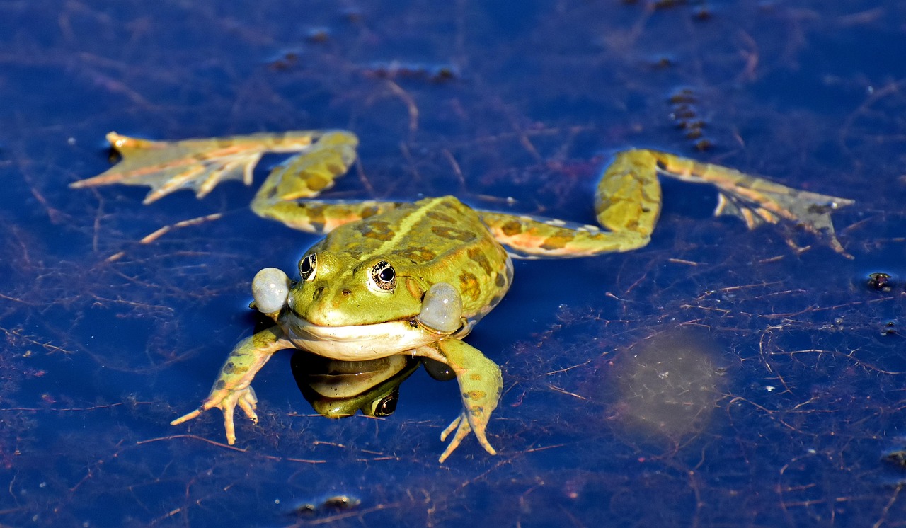 Frog - free online jigsaw puzzle photo