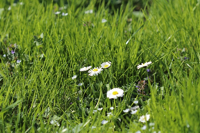Prado, Relva, Natureza, Flor