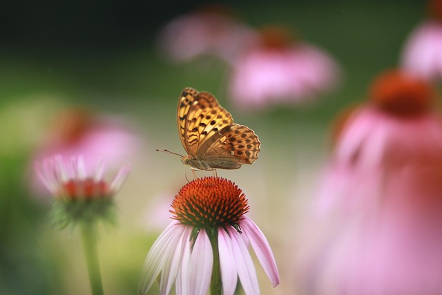 Blume, Natur, Pflanze, Blütenblatt