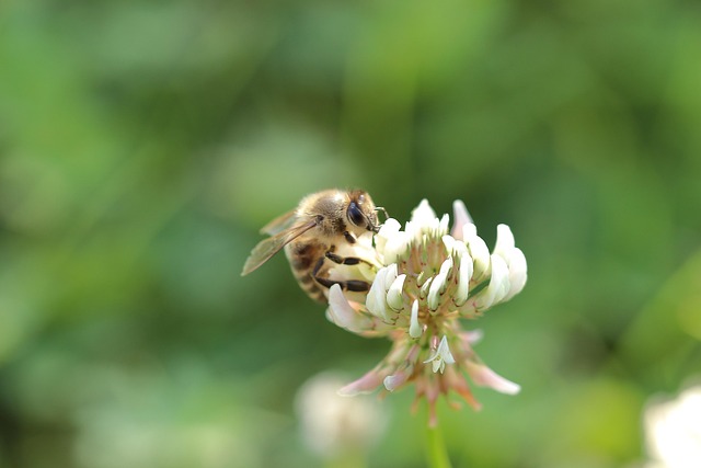 Abelha, Flor, Macro, Fechar-Se