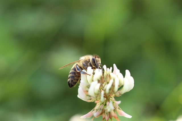 Abelha, Flor, Macro, Fechar-Se