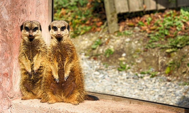 Free Meerkat Zoo photo and picture