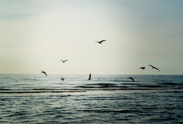 Free Gulls Birds photo and picture