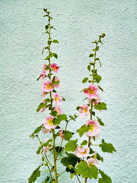 Free Flower Nature photo and picture