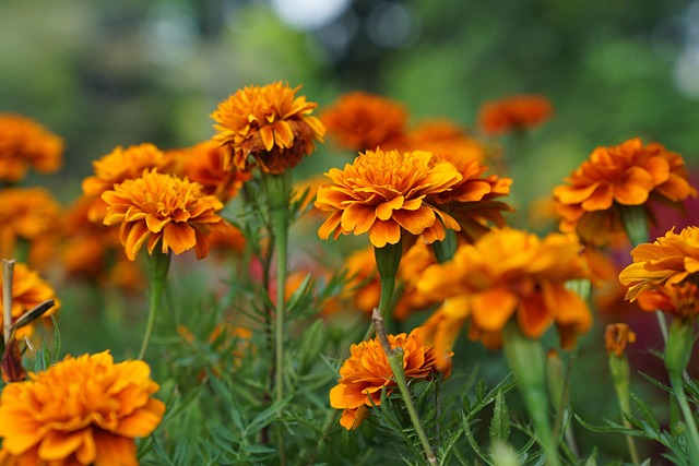 Free Flowers Flower Background photo and picture