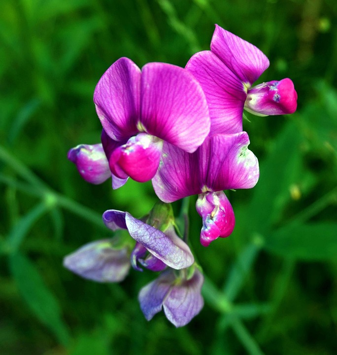 Vetch Bloom Vetch Blossom Bloom - Free photo on Pixabay