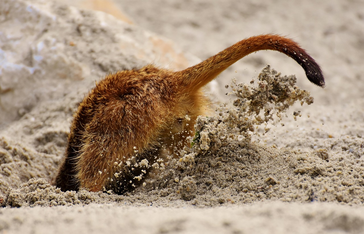 Head Stuck In The Sand Phrase Free photo on Pixabay Pixabay